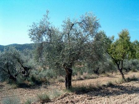 olivovariedadgordera