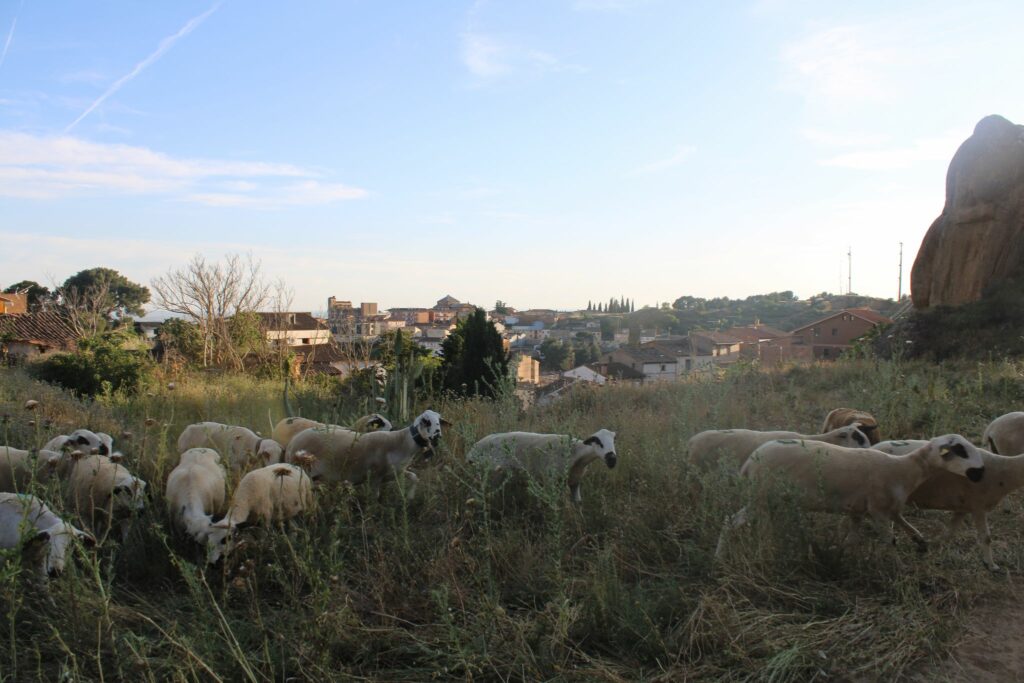 WhatsApp Image 2025 05 21 at 14.23.49 (1)