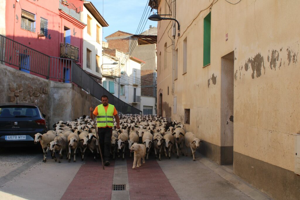 Diego Mora y su rebaño a su paso por Tamarite
